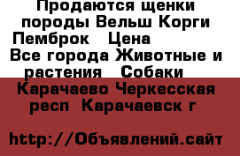 Продаются щенки породы Вельш Корги Пемброк › Цена ­ 40 000 - Все города Животные и растения » Собаки   . Карачаево-Черкесская респ.,Карачаевск г.